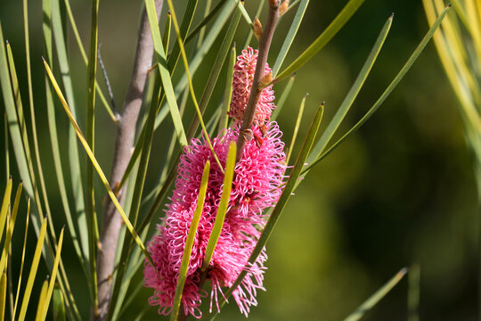 Blooming grass-leaved hakea (lat.- Hakea multilineata)