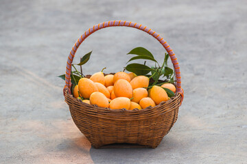 Harvesting fresh mangoes local market still life photography natural setting close-up fruit abundance