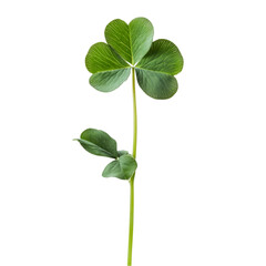 Obraz premium Green four leaf clover isolated on transparent background