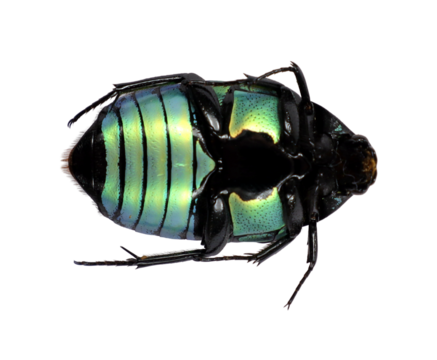 Flower beetle Euchroea coelestis is turned on its back, revealing its striking iridescent green and black coloration. This beetle's unique patterns highlight its delicate features and beauty.