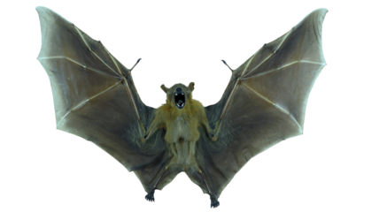Cynopterus minutus, a giant stuffed bat, is showcased in a static position with its wings fully extended. The bat stands out against a clean, white backdrop, emphasizing its features and size.