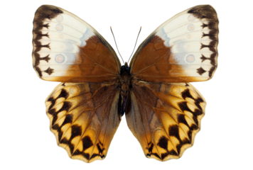 A Stichophthalma louisa butterfly displays its striking brown and white wings while resting on a leaf in a tropical environment, highlighting its unique patterns and coloration during daylight.