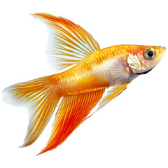 Fototapeta premium colorful guppy fishe isolated isolated
