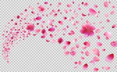 A vector illustration of cherry blossom petals and flowers floating in the air. The design features a transparent background, making it perfect for overlays, compositions, and decorative elements for 