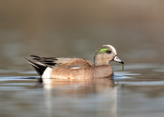 American Wigeon (Mareca americana)