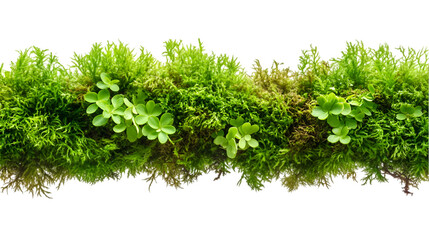 Obraz premium Green moss line isolated on transparent background
