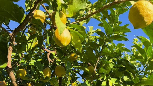 CLOSE UP: Ripe yellow lemons hanging on a citrus tree under bright sunlight. Vibrant green leaves and clear blue sky highlight the freshness of fruit. Lush Mediterranean plant full of healthy produce.