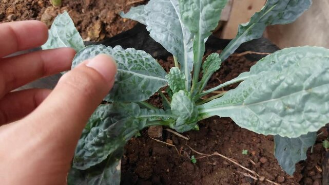 Nero kale or Lacinato kale plant growing on polybag. One of the  superfood vegetable. Gardener examine the plant