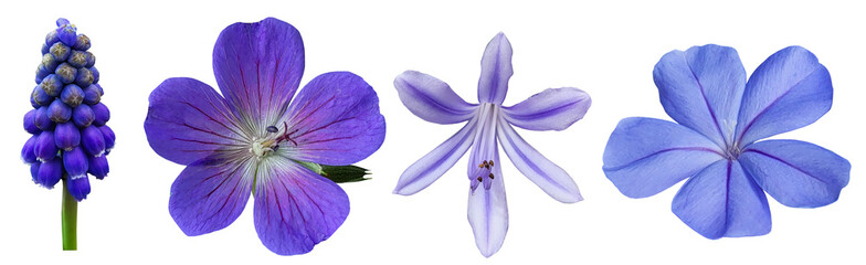 Collection of blue and purple flowers isolated, muscari, grape hyacinth, agapanthus, plumbago, leadwort, geranium, crane's bill, lily of the nile