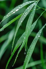 Lush green plants in Spring rain.