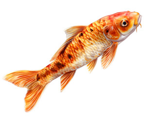goldfish isolated on white background