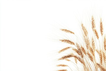 Fototapeta premium Ear of wheat isolated on a white background symbolizing purity and agricultural abundance