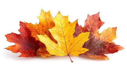 Obraz premium Grouped autumn leaves displaying diverse colors against a white background