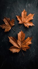 Autumn leaves on dark surface, still life, nature's beauty, decorative, home decor