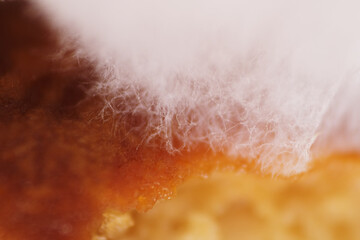 Macro texture of mycelium fungus growth on food waste