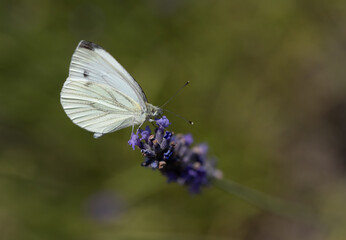 Rapsweißling auf Lavendel