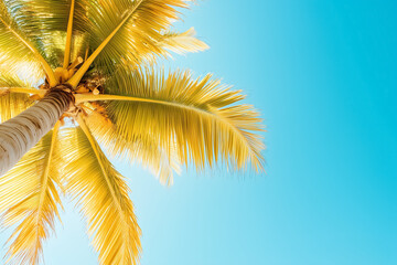 Palm tree reaching upward with bright yellow leaves in clear blue sky. Tropical setting evokes a sense of relaxation and vacation. Concept of travel, leisure, outdoor activities