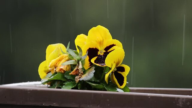 Yellow Flowers In The Rain