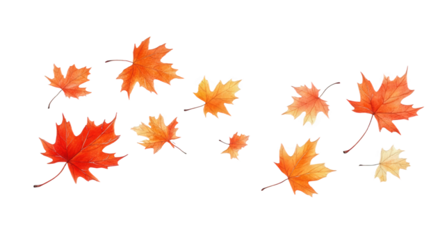 autumn maple leaves