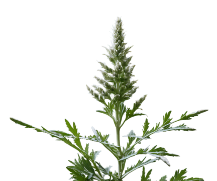 Mugwort, A Bitter Herb with Ancient Roots and Modern Applications, Showcasing its Unique Botanical Structure and Textured Leaves Against a Striking Field