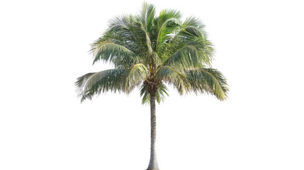Obraz premium palm tree isolated on white