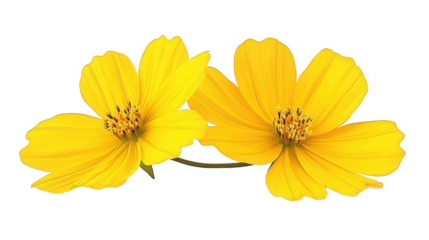 yellow flower isolated on white background