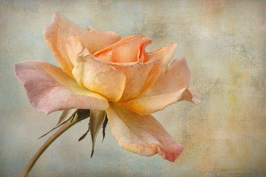 A single, peach-colored rose gracefully blooms, its petals delicately unfurling against a textured background.