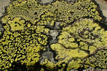 Close-up of yellow and green lichen growing on a textured rock surface. Natural detail of symbiotic...