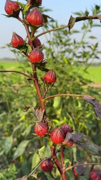 Hibiscus sabdariffa or roselle fruit video footage 