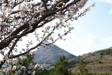 Blossoming almond