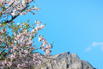 Blossoming almond