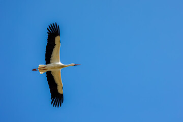 Wild white stork in its natural habitat flying above under blue clear sky, A large bird in the stork family Ciconiidae, Couple of Ciconia ciconia looking for food on grass filed, Living out naturally.