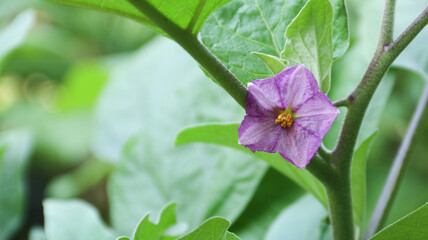 blooming eggplant flower with purple color in the garden