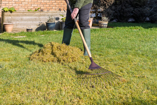 Woman Gardener Using Lawn Rake to Scarify and Remove Moss and Thatch From Grass Lawn