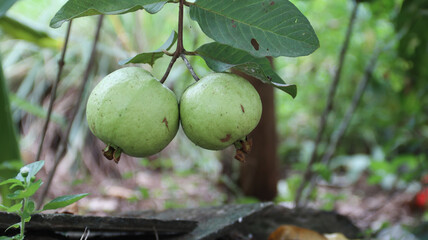 Fresh Crystal Guava (Psidium guajava) or Jambu Kristal on tree branch