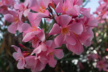 Vibrant Pink Oleander Flowers in Full Bloom. This vibrant floral display highlights the beauty of...