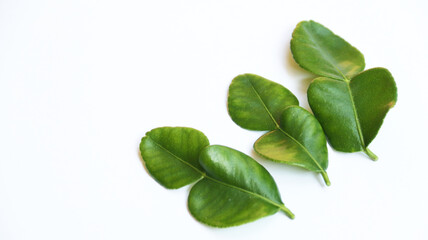 Fresh kaffir lime leaves or daun jeruk purut on isolated white background