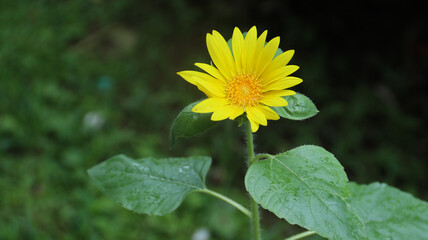 Closeup of a sunflower growing in a field of sunflowers during a nice sunny summer day