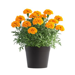 Fototapeta premium A 3D Potted Marigold Plant with Vibrant Orange Flowers Isolated on Transparent Background