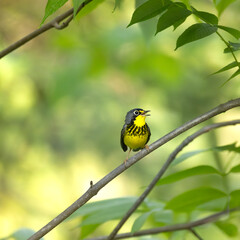 Canada warbler Cardellina canadensis perched on a branch singing