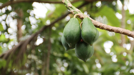 Group of green papaya on the tree and blur background.