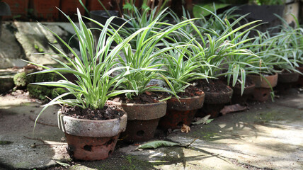 Chlorophytum comosum, usually called spider plant
