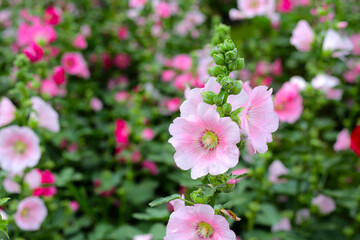 Beautiful hollyhock flower in the park