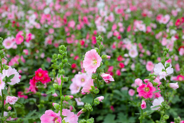 Obraz premium Beautiful hollyhock flower in the park