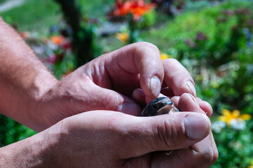 A person is holding a small bird in their hands