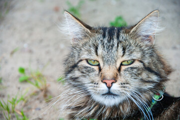 A cat with a green collar is sitting on the ground