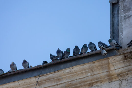 Pigeons Perched on Old Building Edge Under Clear Sky