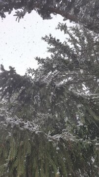 Slowly falling snowflakes on the branches of a spruce in the forest. Winter fairy tale. Falling snow. Snowy weather.