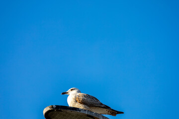 Seagull Resting on Vintage Street Lamp Against Clear Blue Sky