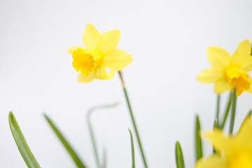 Close-up of a yellow daffodil with green leaves on a white background. Spring flower with delicate petals and water droplets. Perfect for nature, botanical, or Easter-themed content